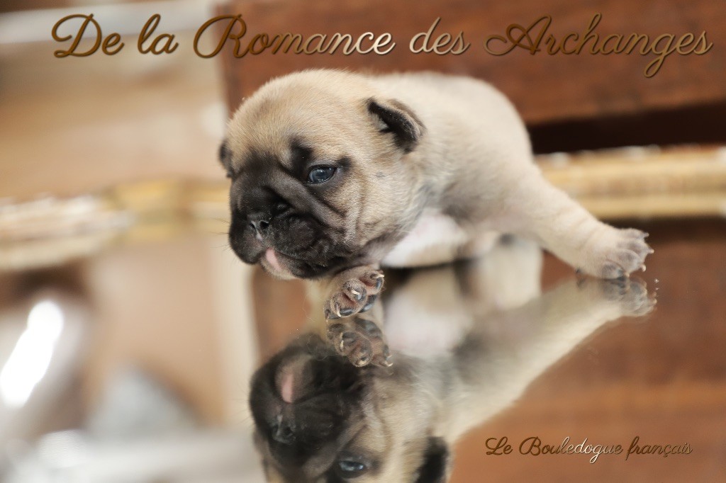 De La Romance Des Archanges - Chiot disponible  - Bouledogue français