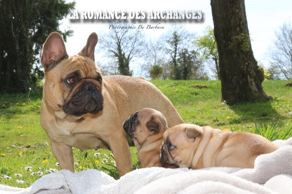 De La Romance Des Archanges - Bouledogue français - Portée née le 18/03/2019