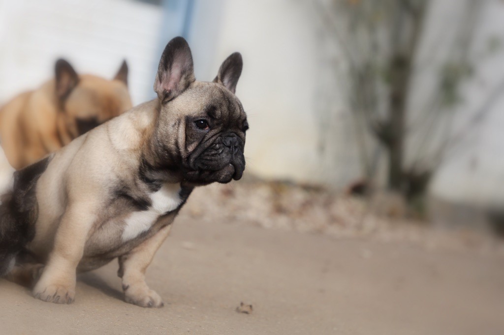 De La Romance Des Archanges - Chiot disponible  - Bouledogue français