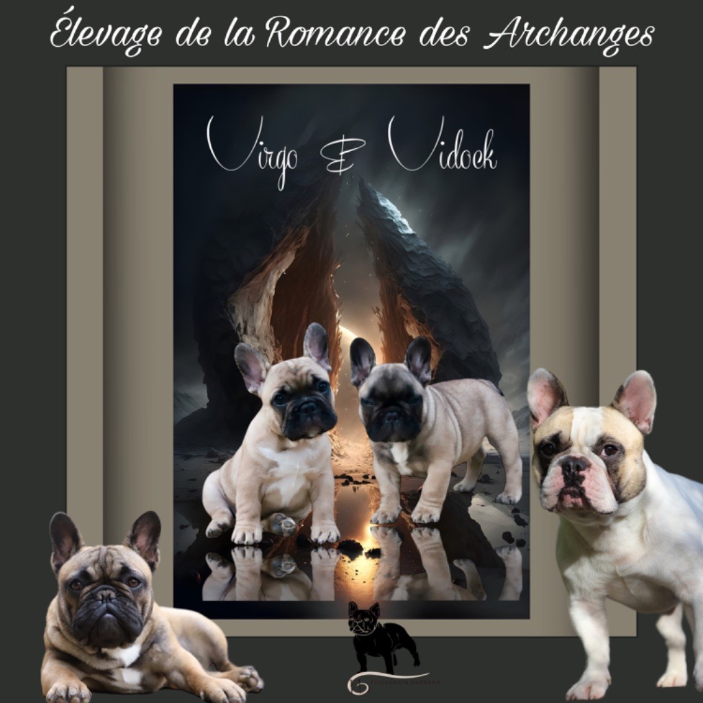 chiot Bouledogue français De La Romance Des Archanges