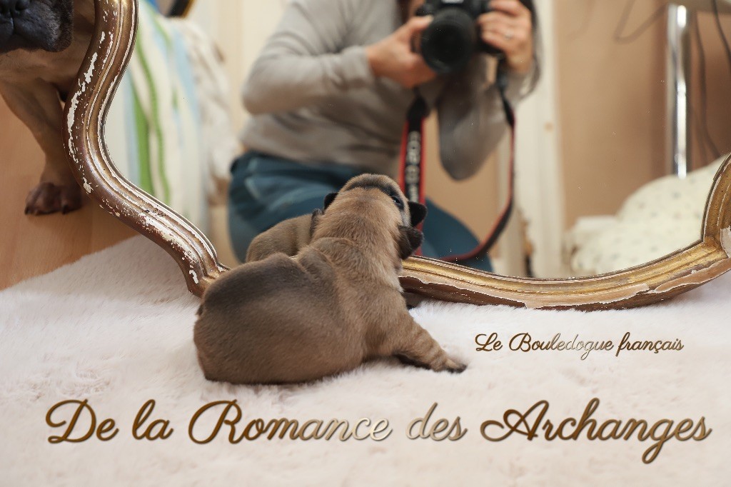 De La Romance Des Archanges - Chiot disponible  - Bouledogue français