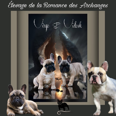 De La Romance Des Archanges - Bouledogue français - Portée née le 23/06/2024