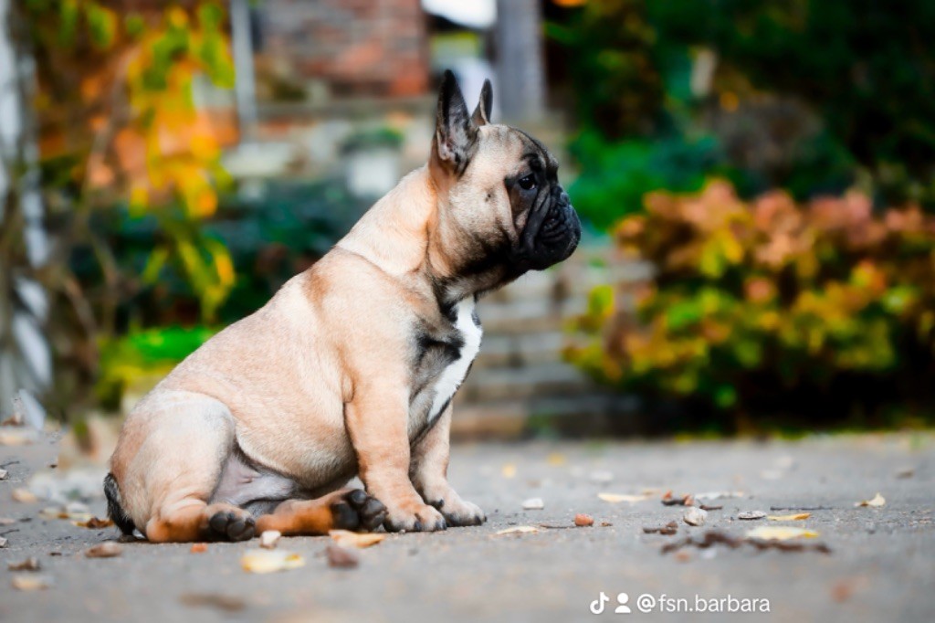 De La Romance Des Archanges - Chiot disponible  - Bouledogue français