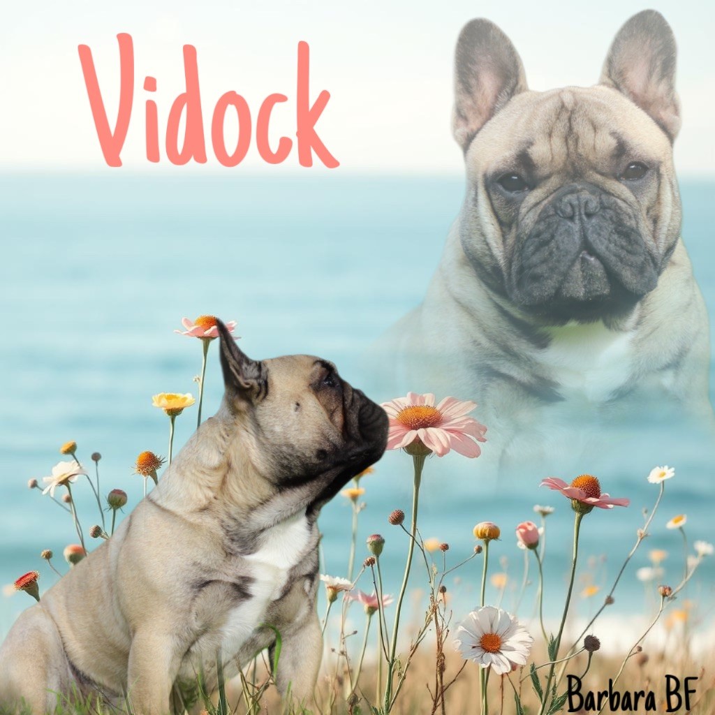 Vidock l'ultime De La Romance Des Archanges