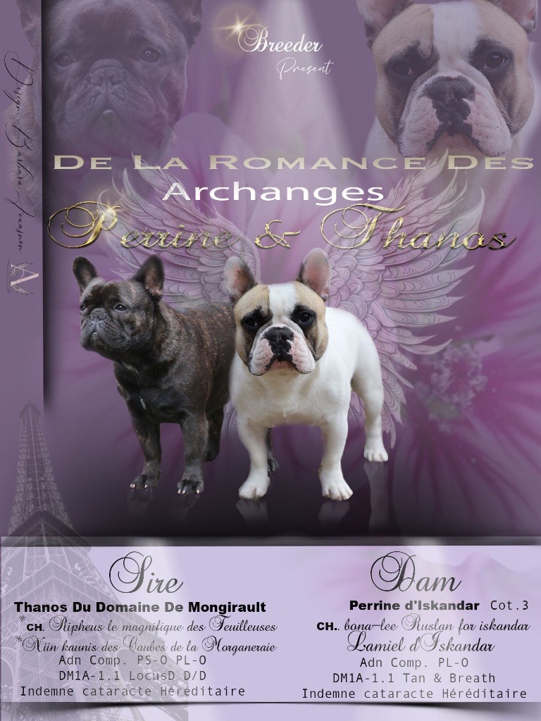 Chiot Bouledogue français De La Romance Des Archanges