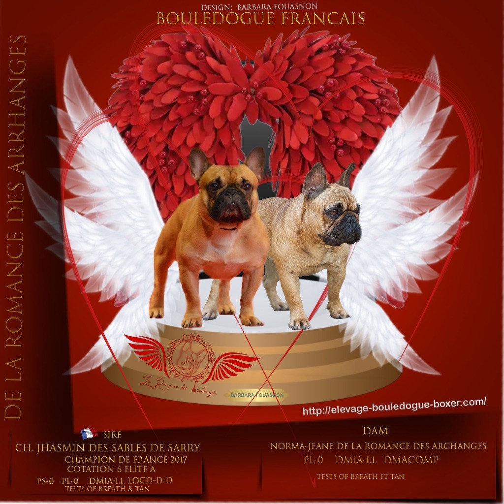 Chiot Bouledogue français De La Romance Des Archanges
