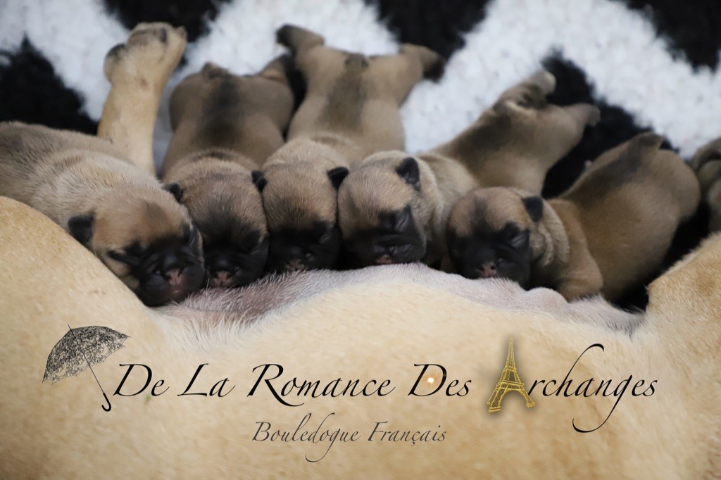Chiot Bouledogue français De La Romance Des Archanges